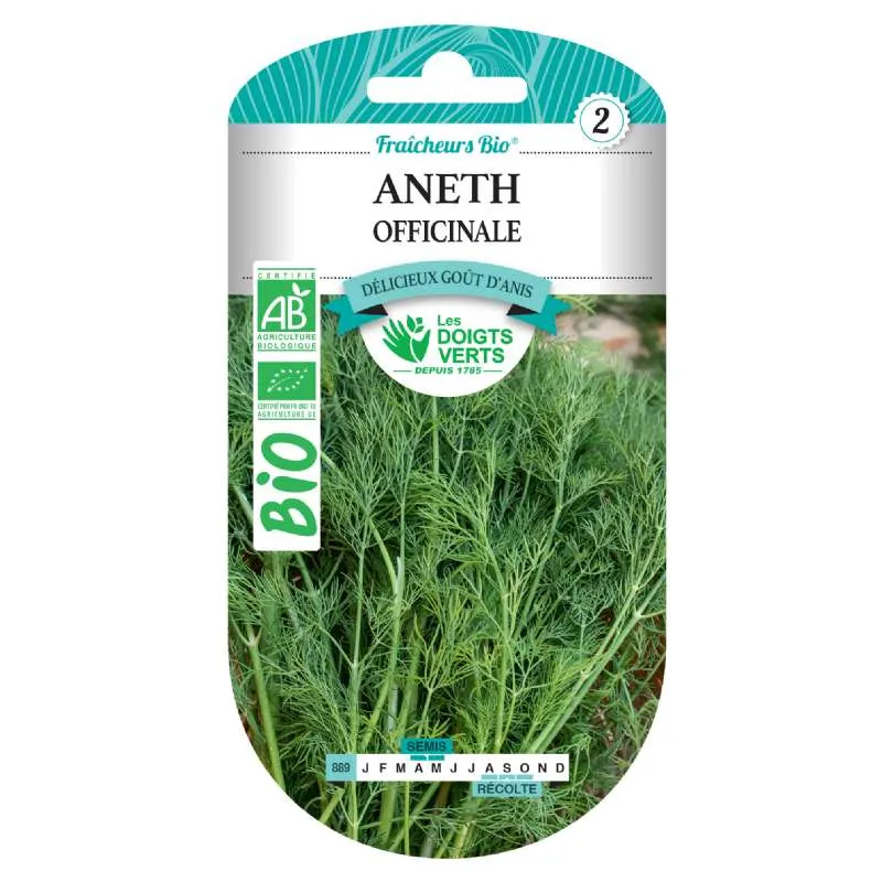 Plant d'Aneth Bio frais