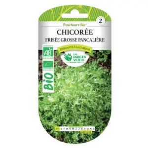 Graines Chicorée Frisée Grosse Pancalière BIO Les Doigts Verts