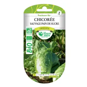 Chicorée sauvage pain de sucre bio Les Doigts Verts