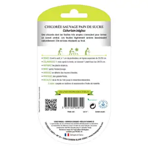 Chicorée sauvage pain de sucre bio Les Doigts Verts