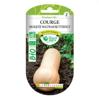 Graines Courge Musquée Waltham Butternut BIO Les Doigts Verts