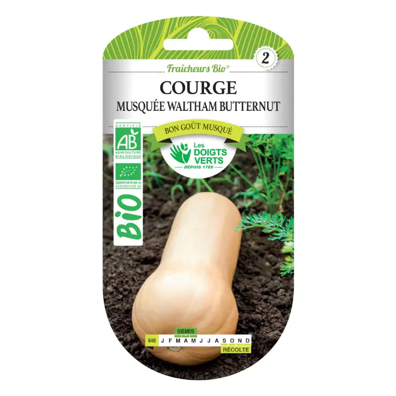 Graines Courge Musquée Waltham Butternut BIO Les Doigts Verts