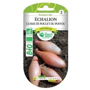 Graines échalion Cuisse de Poulet du Poitou BIO Les Doigts Verts