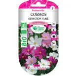 Graines cosmos sensation varié BIO Les Doigts Verts