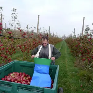 Panier de récolte avec manche de vidage