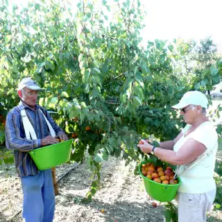 Panier de récolte 15L