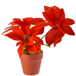 Poinsettia rouge 20cm la rose de noel